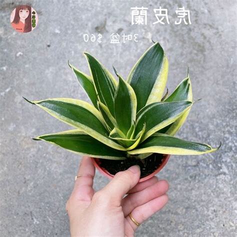 虎尾蘭 招財